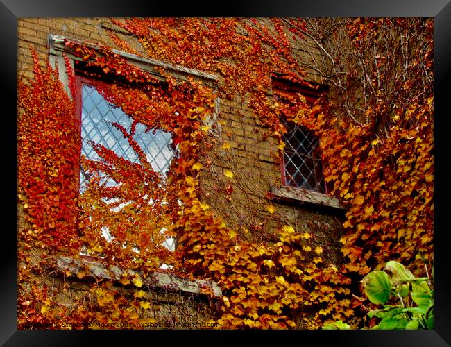 Leaves and windows Framed Print by Stephanie Moore