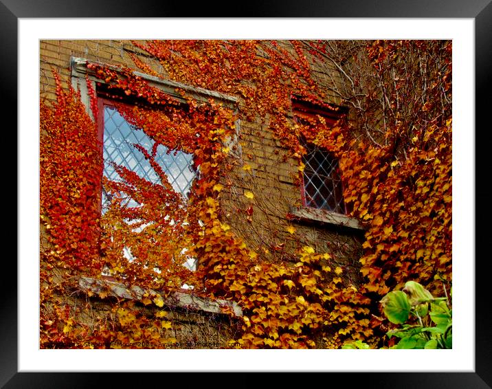 Leaves and windows Framed Mounted Print by Stephanie Moore