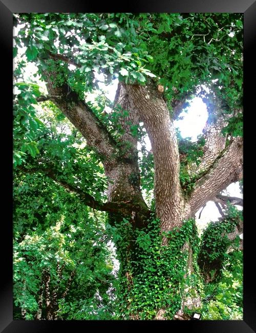 Ivy covered tree Framed Print by Stephanie Moore