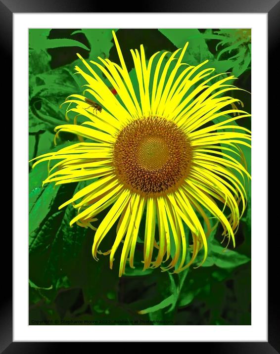 Unusual Sunflower Framed Mounted Print by Stephanie Moore