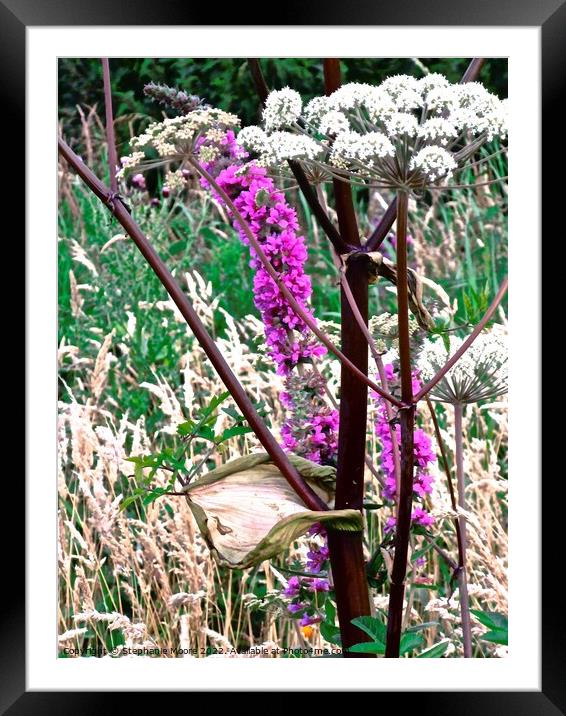 Irish wild flowers Framed Mounted Print by Stephanie Moore