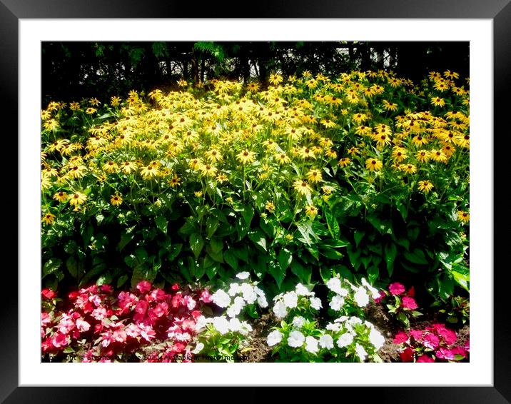 Daisies in the garden Framed Mounted Print by Stephanie Moore