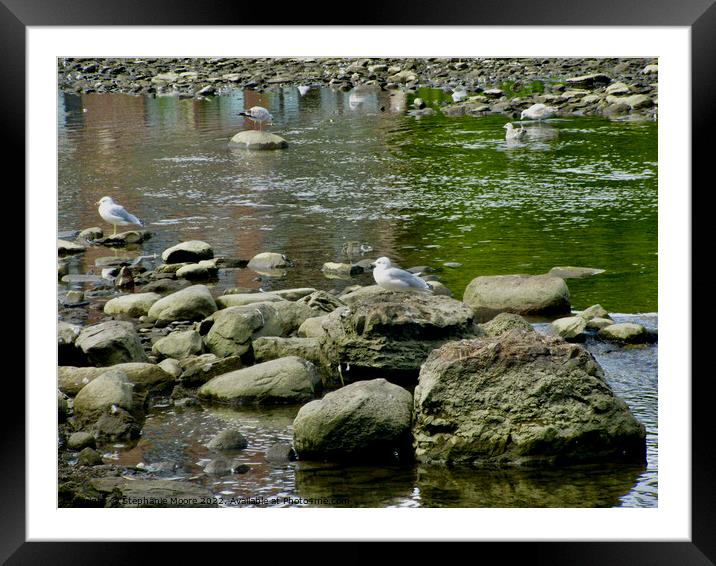 Gulls on the rocks Framed Mounted Print by Stephanie Moore
