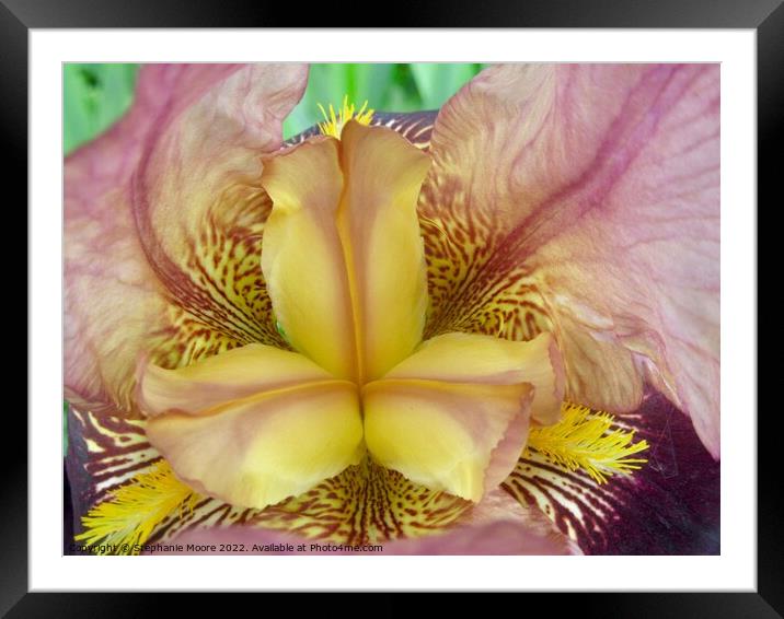 Yellow Flower Framed Mounted Print by Stephanie Moore