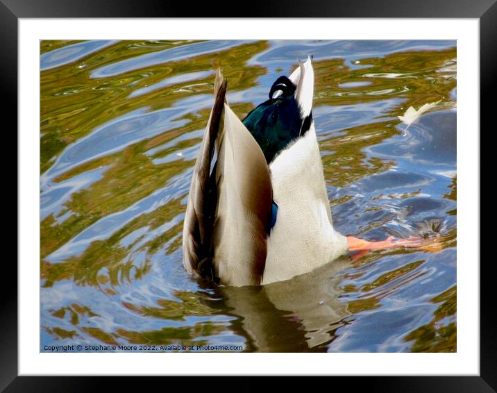 Bottoms up! Framed Mounted Print by Stephanie Moore