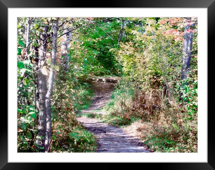Forest path Framed Mounted Print by Stephanie Moore