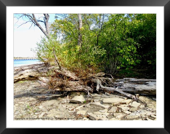 Dead tree Framed Mounted Print by Stephanie Moore