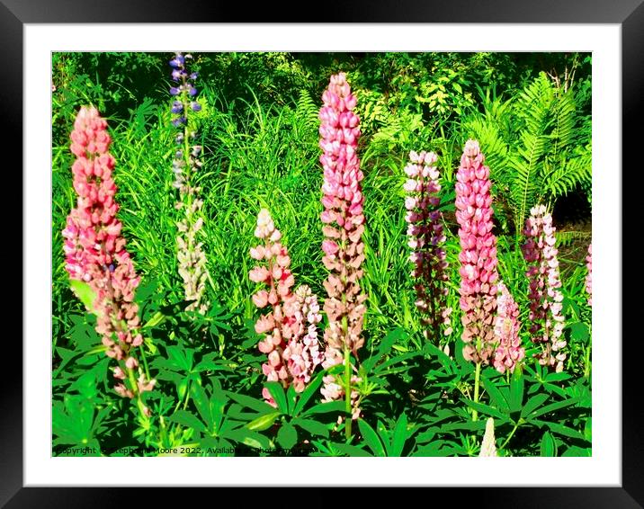 Pink Lupins Framed Mounted Print by Stephanie Moore