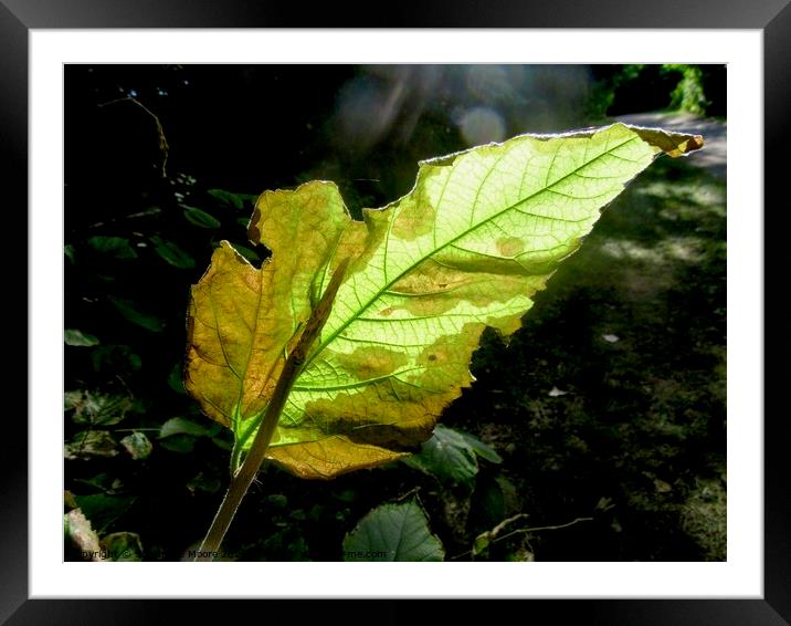 Sunlit leaf Framed Mounted Print by Stephanie Moore