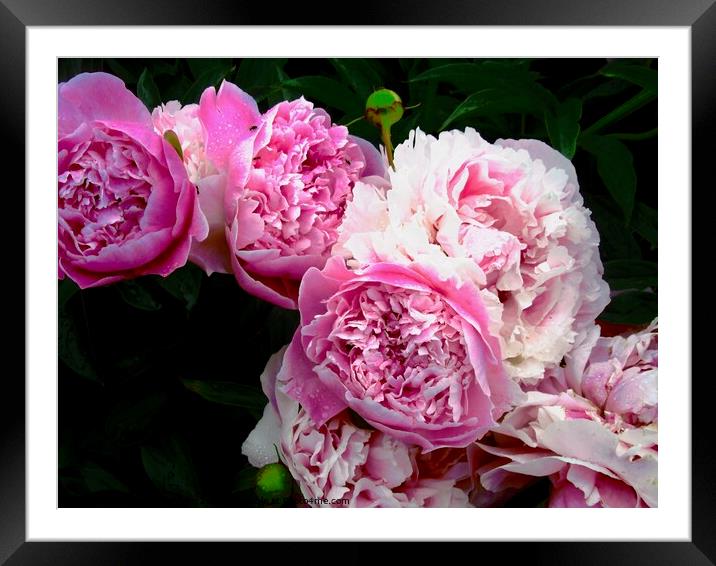 Beautiful pink Peonies Framed Mounted Print by Stephanie Moore