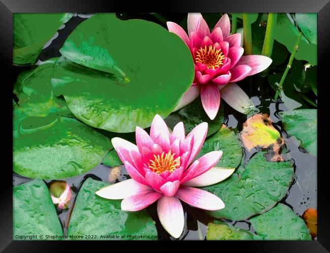 Water lilies Framed Print by Stephanie Moore