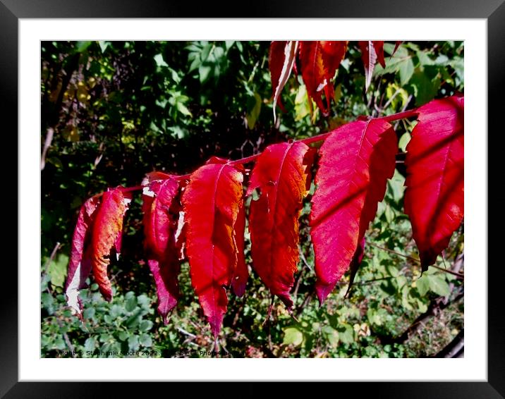 Scarlet Leaves Framed Mounted Print by Stephanie Moore