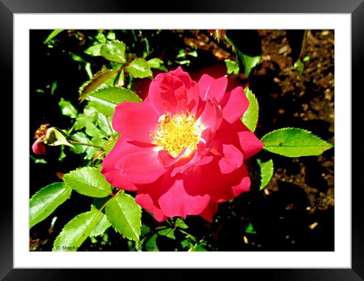 Sunlit red rose Framed Mounted Print by Stephanie Moore