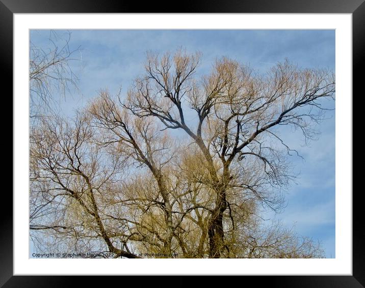 Willow Trees Framed Mounted Print by Stephanie Moore