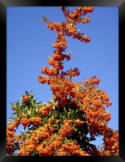 Red Berries  Framed Print by Stephanie Moore