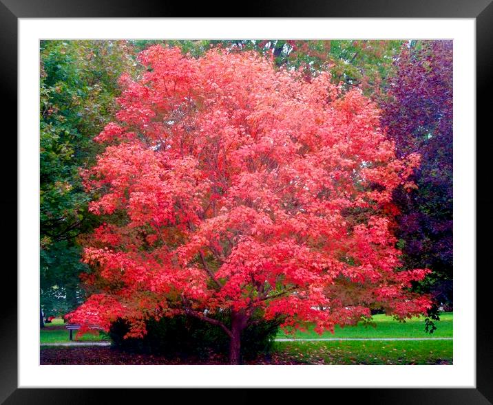 Red Maple Tree Framed Mounted Print by Stephanie Moore
