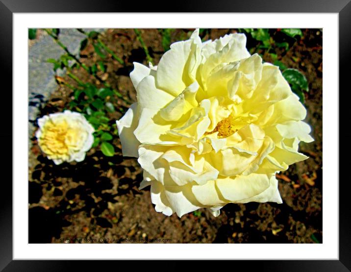 Yellow roses Framed Mounted Print by Stephanie Moore