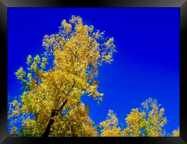 Yellow leaves, blue sky Framed Print by Stephanie Moore
