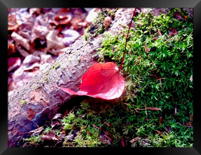 Red leaf on green moss Framed Print by Stephanie Moore
