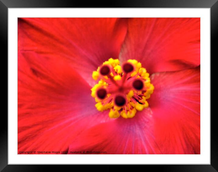 Heart of a flower Framed Mounted Print by Stephanie Moore