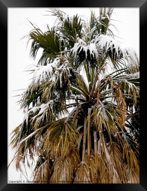 Palm tree covered in snow Framed Print by Stephanie Moore