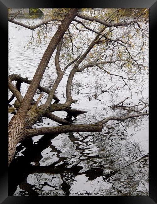 Fallen tree reflections Framed Print by Stephanie Moore
