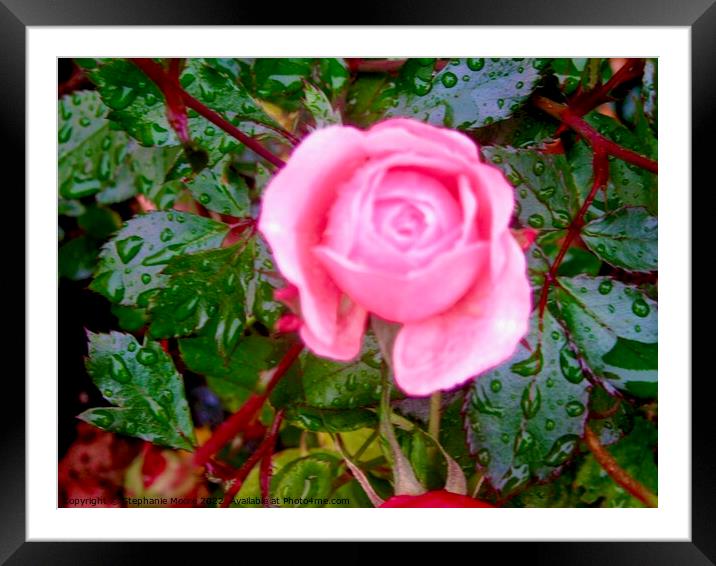 Pink Rose in the rain Framed Mounted Print by Stephanie Moore