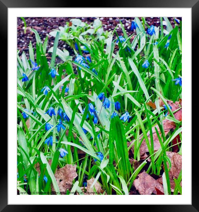 Tiny Harebells Framed Mounted Print by Stephanie Moore