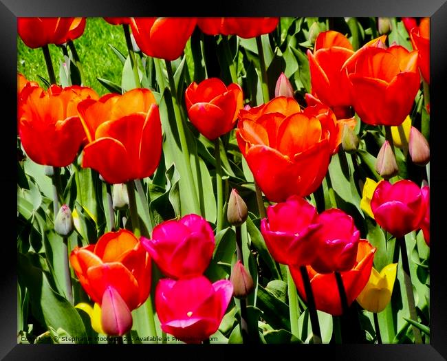 Tulips in our garden Framed Print by Stephanie Moore