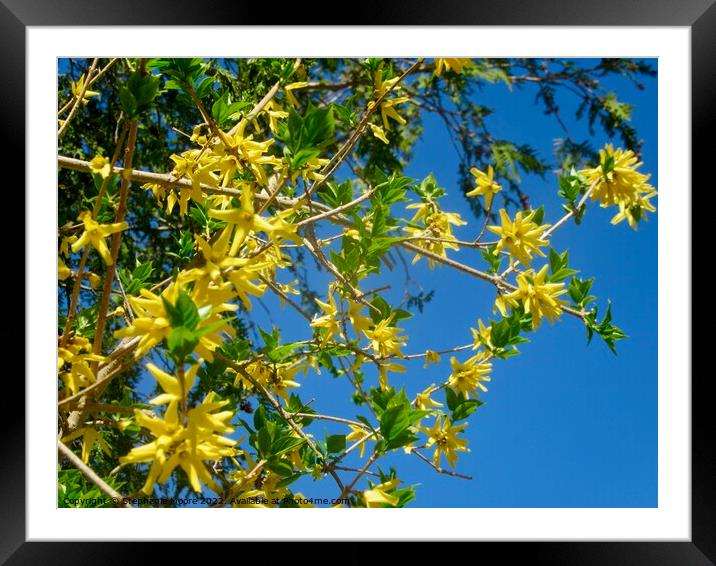 Broom against a blue sky Framed Mounted Print by Stephanie Moore