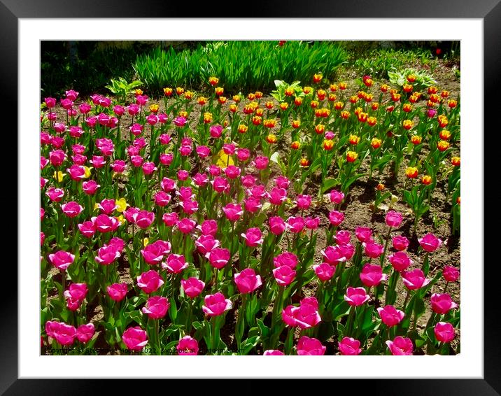 More tulips in the garden Framed Mounted Print by Stephanie Moore