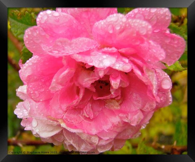 Wet pink rose Framed Print by Stephanie Moore