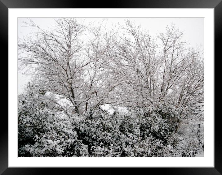 Snow covered trees and bushes Framed Mounted Print by Stephanie Moore
