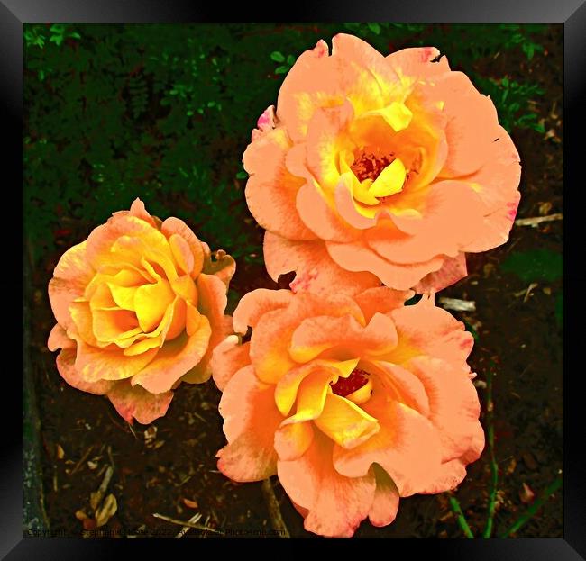 Orange Roses Framed Print by Stephanie Moore