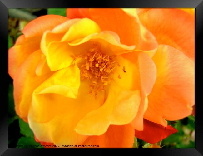 A close up of an orange rose Framed Print by Stephanie Moore