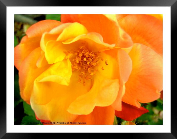 A close up of an orange rose Framed Mounted Print by Stephanie Moore