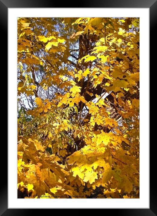 Yellow maple leaves Framed Mounted Print by Stephanie Moore