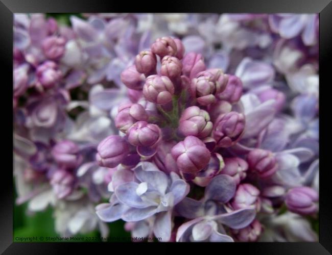 Lilac flowers and buds Framed Print by Stephanie Moore