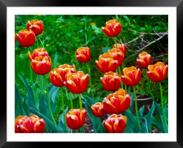 Orange Tulips  Framed Mounted Print by Stephanie Moore