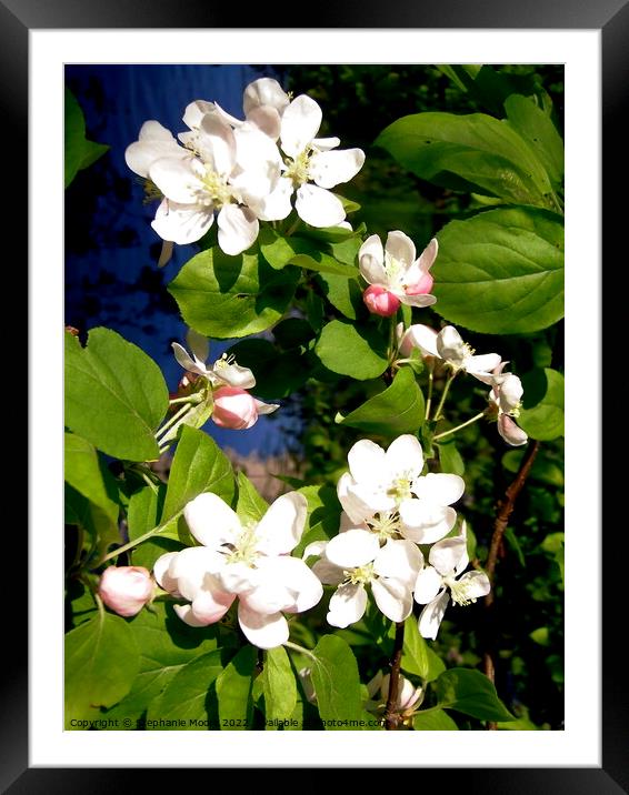 White Apple blossom Framed Mounted Print by Stephanie Moore