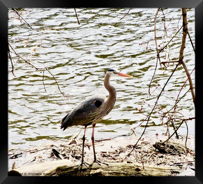 Blue Heron Framed Print by Stephanie Moore