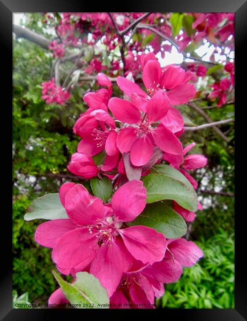 pink apple blossoms Framed Print by Stephanie Moore