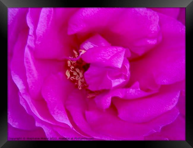 Macro of a pink rose Framed Print by Stephanie Moore