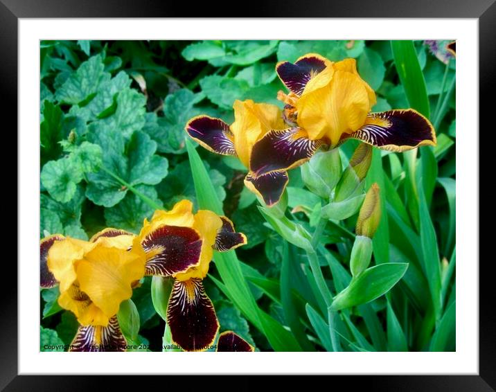 Yellow and purple lilies Framed Mounted Print by Stephanie Moore