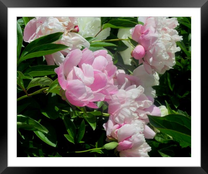 Lush Pink Peonies Framed Mounted Print by Stephanie Moore