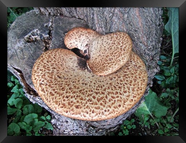 Fungus on a tree stump Framed Print by Stephanie Moore