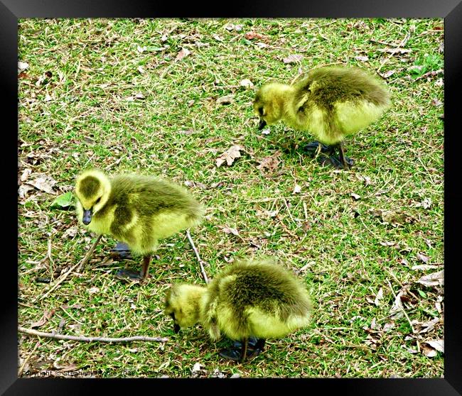 Three  Canada goose Goslings Framed Print by Stephanie Moore