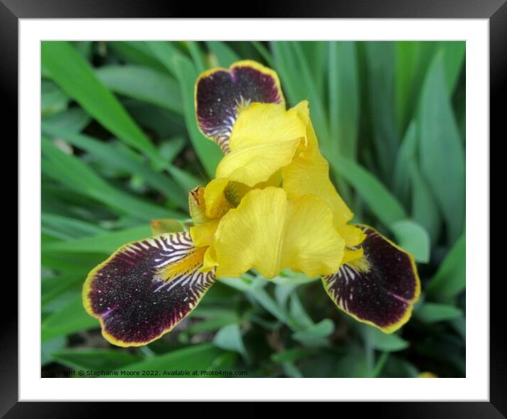 Yellow Iris Framed Mounted Print by Stephanie Moore