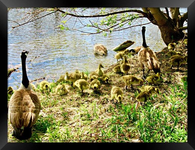 Goose Family Framed Print by Stephanie Moore