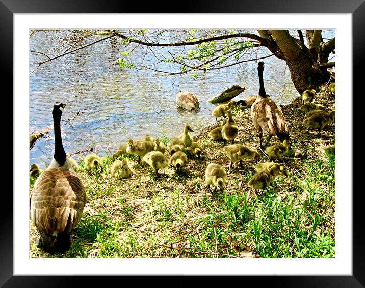 Goose Family Framed Mounted Print by Stephanie Moore